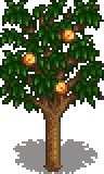 Grown Tree