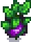 Grown Crop
