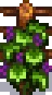 Grown Crop