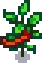 Grown Crop