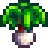 leek