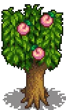 Grown Tree