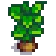 Grown Crop