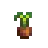 Seed