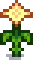 Grown Crop