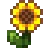 Girasol