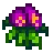 sweet pea