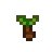 Seed