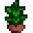 Seed