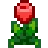Tulipán