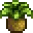 wild_horseradish